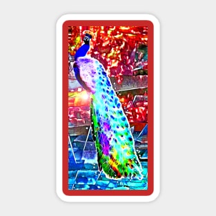 Peacock in Colors Sticker